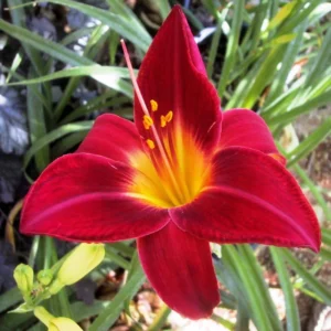 Daylily Bulbs for Planting - Reblooming Perennial Flower Roots