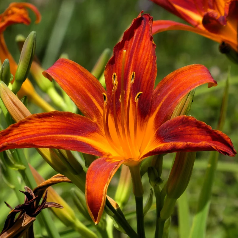 Daylily Bulbs for Planting - Reblooming Perennial Flower Roots