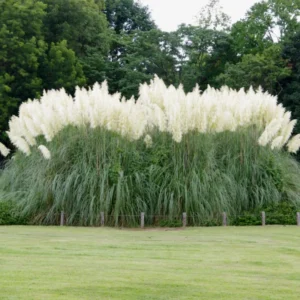 Pampas Grass Plants Live Ornamental Grass 4-8 Inches Ready to Grow