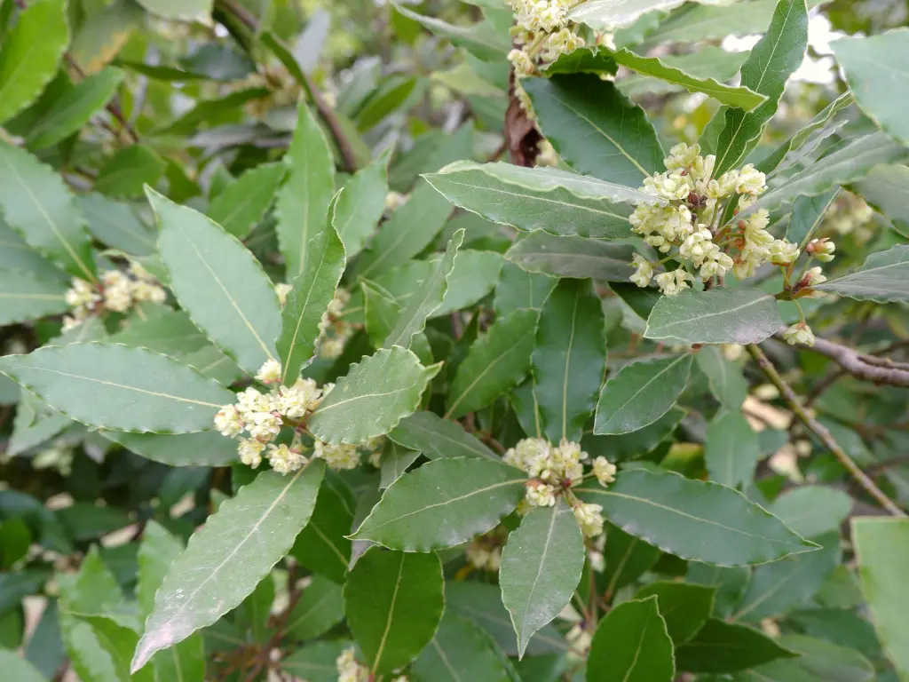 Bay Laurel