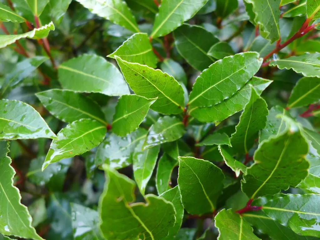 Bay Laurel leaves