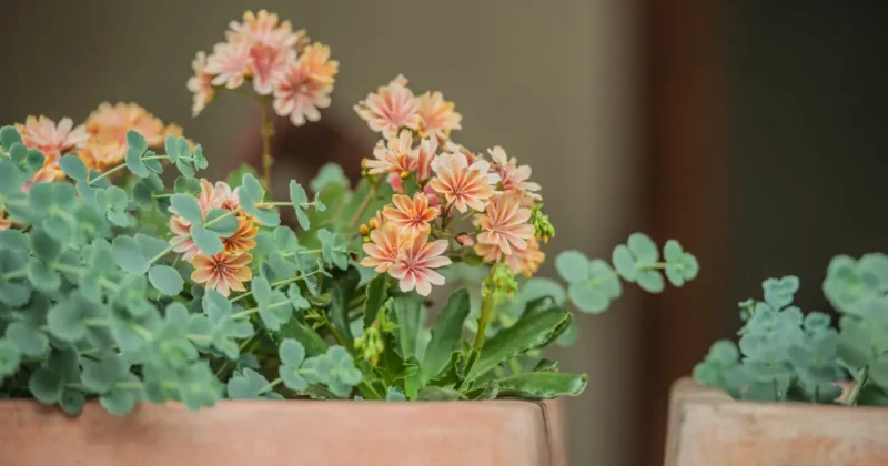 how to grow Lewisia in pots