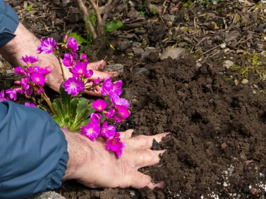 planting Lewisia