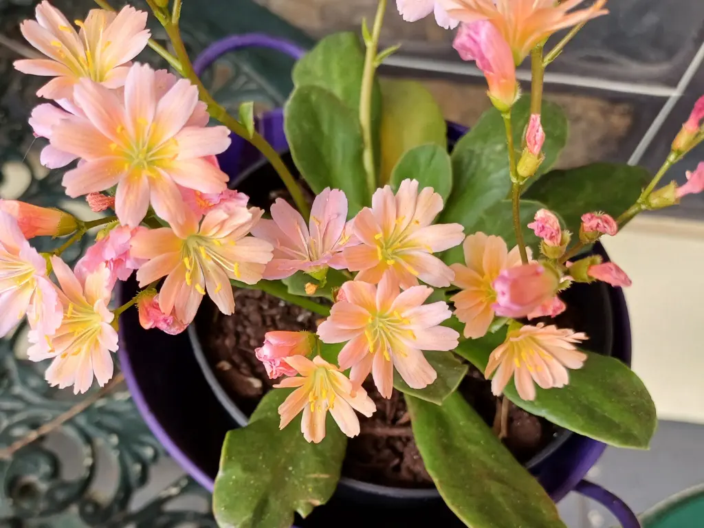 growing Lewisia indoors