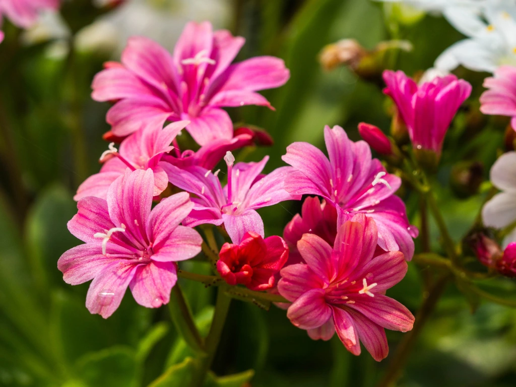 Lewisia flowers