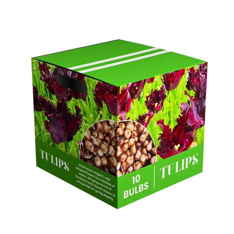 Black Parrot Tulip Bulbs - 10 Medium Size Flower Bulbs for Sale