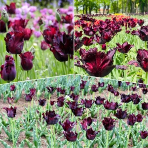 Black Parrot Tulip Bulbs - 10 Medium Size Flower Bulbs for Sale