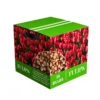 Red Tulip Bulbs - Medium Size - Ready to Grow - Garden Planting