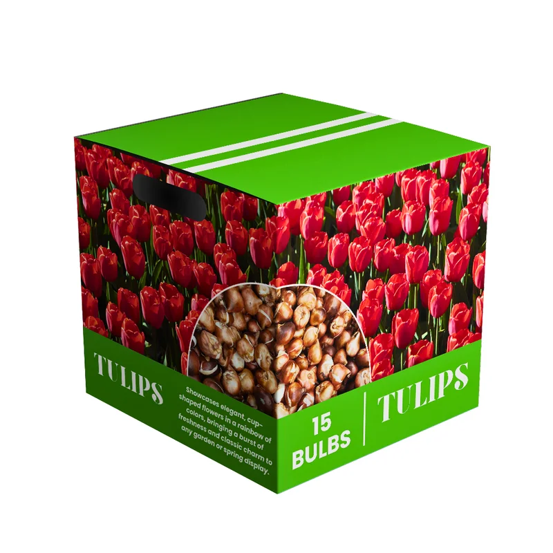 Red Tulip Bulbs - Medium Size - Ready to Grow - Garden Planting