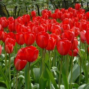 Red Tulip Bulbs - Medium Size - Ready to Grow - Garden Planting