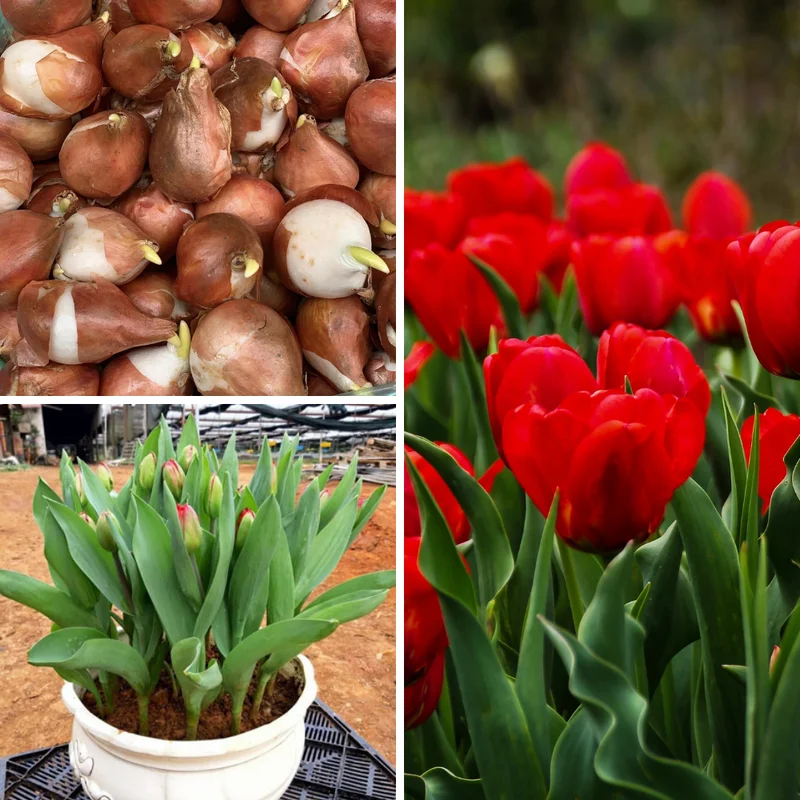 Red Tulip Bulbs - Medium Size - Ready to Grow - Garden Planting