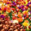 Mix Tulip Bulbs Medium Size Ready to Grow Flower Bulbs