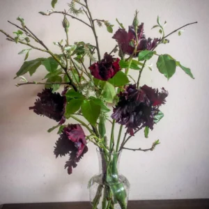 Black Parrot Tulip Bulbs Top Size - 10 Fall Planting Bulbs for Gardens