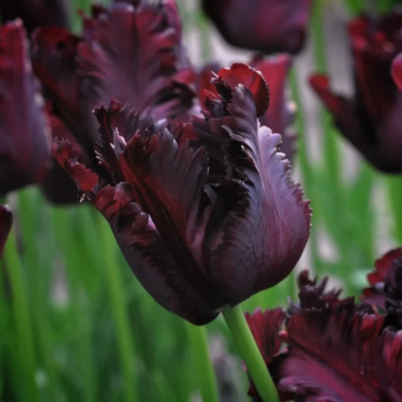 Black Parrot Tulip Bulbs Top Size - 10 Fall Planting Bulbs for Gardens
