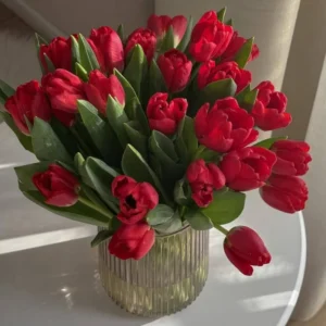 Red Tulip Bulbs Top Size - 15 Fall Planting Bulbs