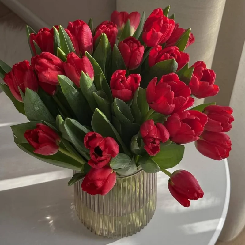 Red Tulip Bulbs Top Size - 15 Fall Planting Bulbs