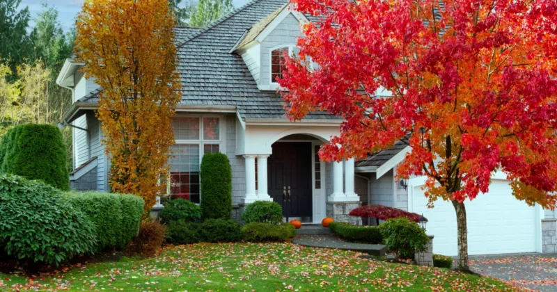 Top 9 Best Dwarf Trees for Front Yard