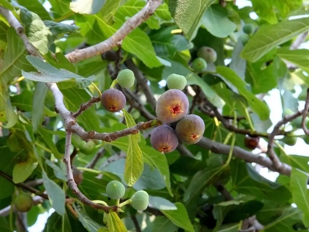 Dwarf Fig Tree
