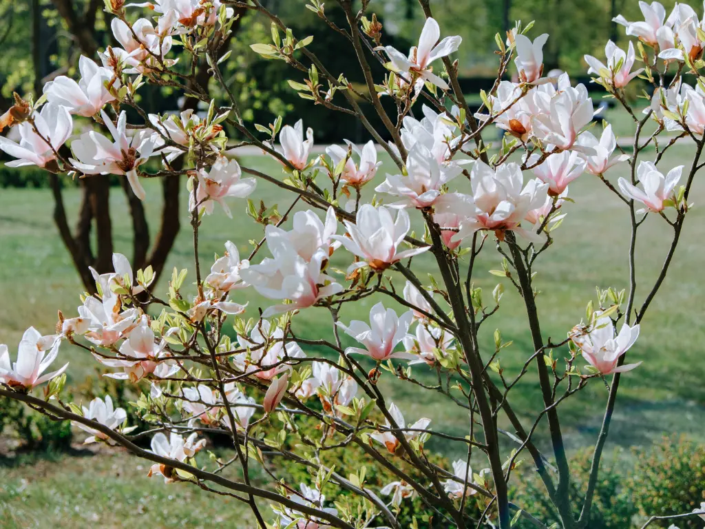 Dwarf Magnolia