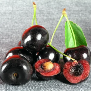 Black Cherry Tree - 2-3 Ft Hardy Fruit Tree - Ready to Plant