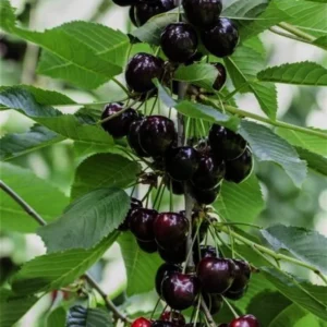 Black Cherry Tree - Live Fruit Tree - 24-36 Inches - Garden Plant