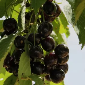 Black Cherry Tree - Live Fruit Tree - 24-36 Inches - Garden Plant