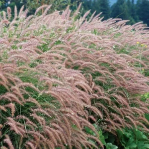 Fountain Grass Plants Live Clumps - Ornamental Landscaping Grass - 4-7 Inch Well Rooted