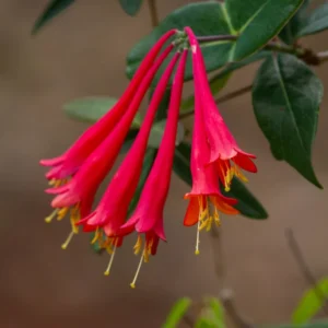 Honeysuckle Plants Live, Fragrant Climbing Vines, 4-8 Inches, Trellis & Fence Suitable
