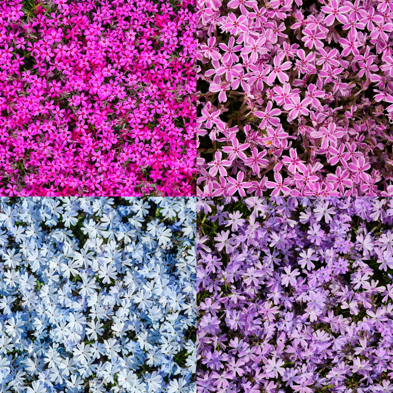 Creeping Phlox Plants Set - Hardy Perennial Ground Cover - 3-5 Inch Plugs