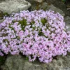 Creeping Phlox Plants Set - Hardy Perennial Ground Cover - 3-5 Inch Plugs