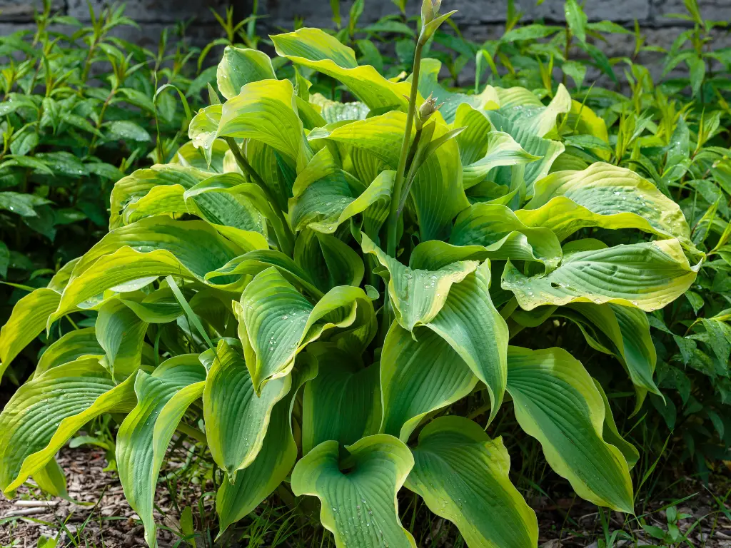 care for hostas in fall