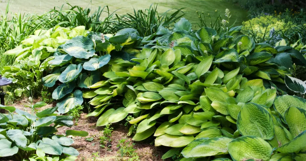 care for hostas in fall