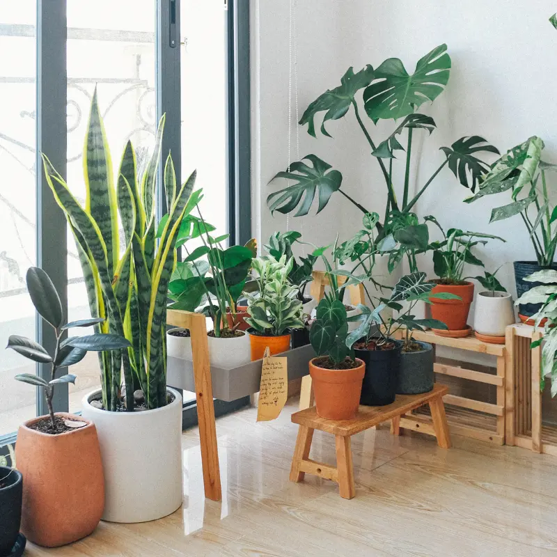 Houseplants