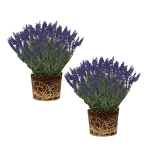 Lavender Plants Live Set of 2, Fragrant Herb Plugs, 3-5'' Tall