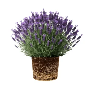 Live Lavender Plant 4'' Pot, Fragrant Herb, Well Rooted Flowering Bushes