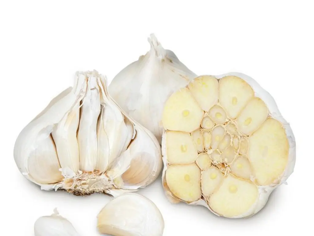 California Early (Softneck Variety)