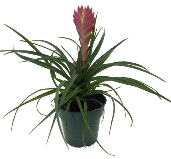 Hawaiian Pink Quill Plant - Exotic Tillandsia 4" Pot - Bright Indoor Houseplant