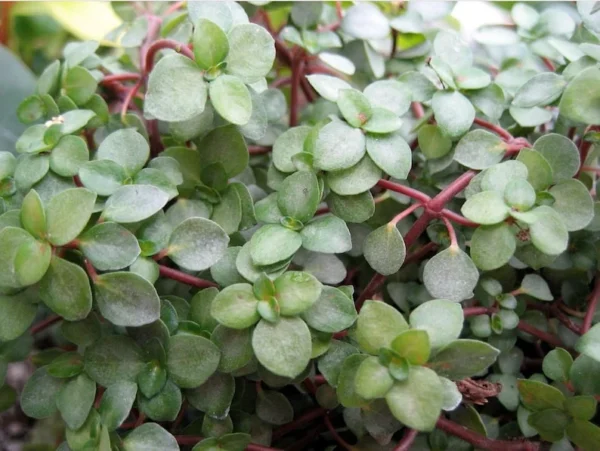 Aquamarine Baby Tears - Pilea Glauca - 2 Pack Indoor Houseplants in 2" Pots