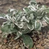 Calico Snow Queen Plant Alternanthera ficoidea 2.5" Pot Green and White Foliage