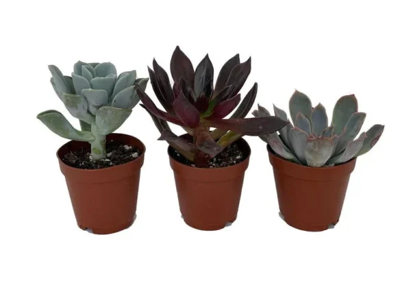 3 Desert Rose Succulent Plants - Echeveria - 2" Pots - Vibrant & Easy to Grow Succulents