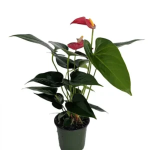 Bambino Red Anthurium Houseplant - 4
