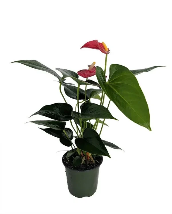 Bambino Red Anthurium Houseplant - 4" Pot - Vibrant Indoor Gift Plant